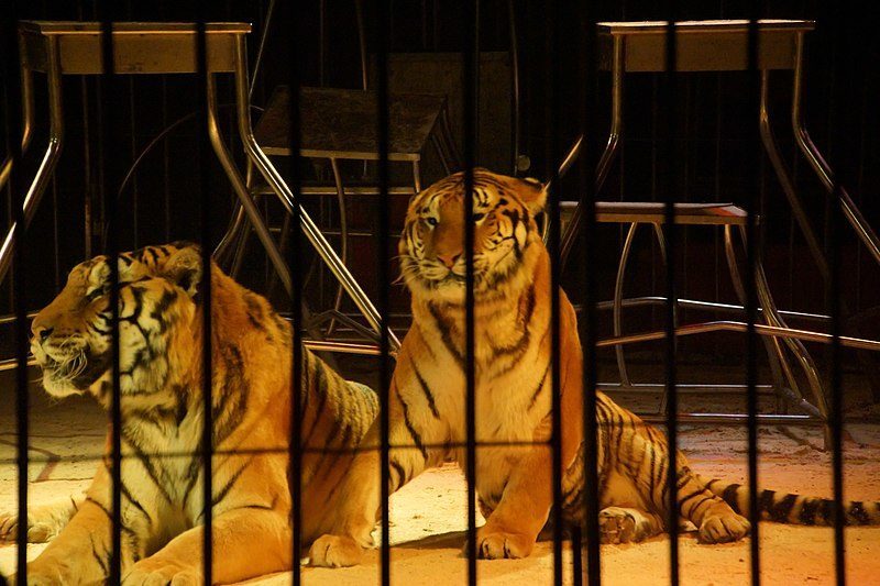 Wild Animals in Circuses Bill